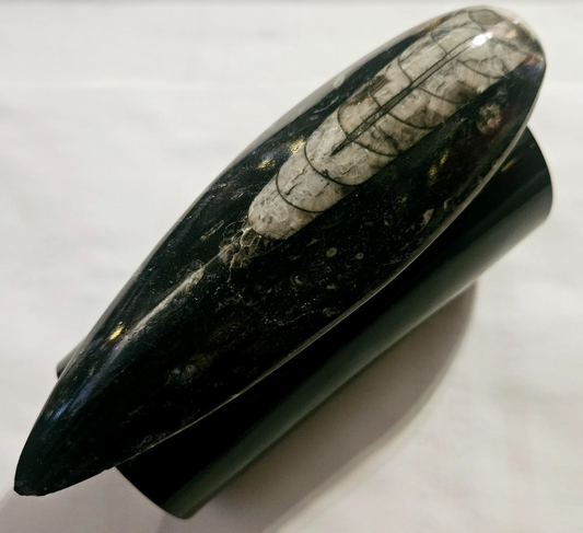 Orthoceras Prehistoric Fossil Black Metal Oversized Statement Cuff