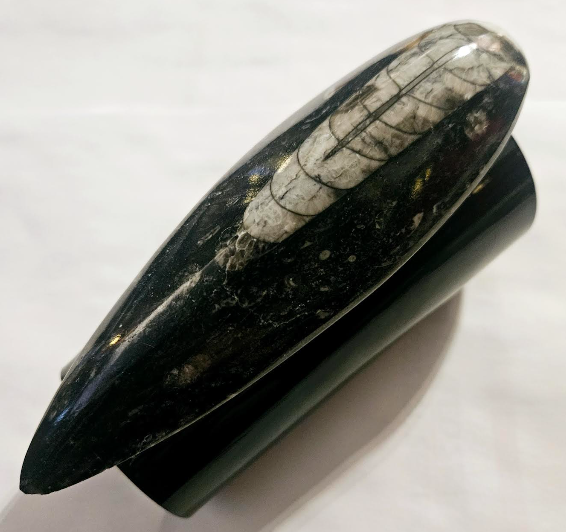 Orthoceras Prehistoric Fossil Black Metal Oversized Statement Cuff