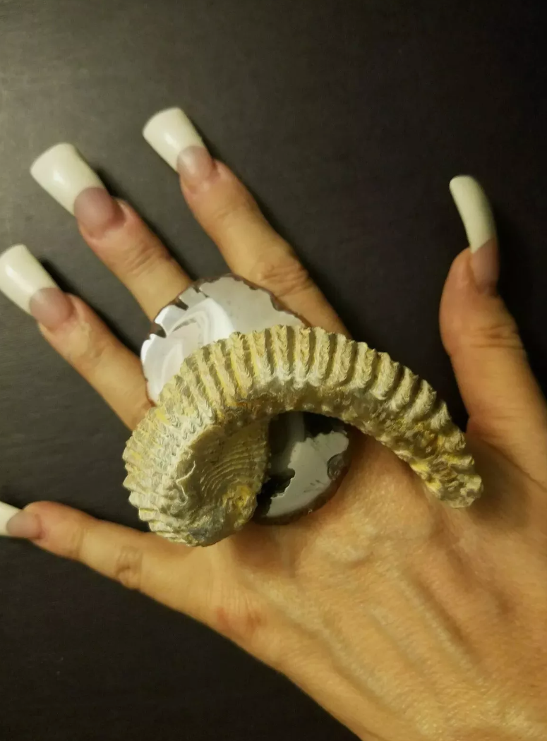 Zipper Oyster & Botswana Agate Adjustable Statement Ring - Earthy