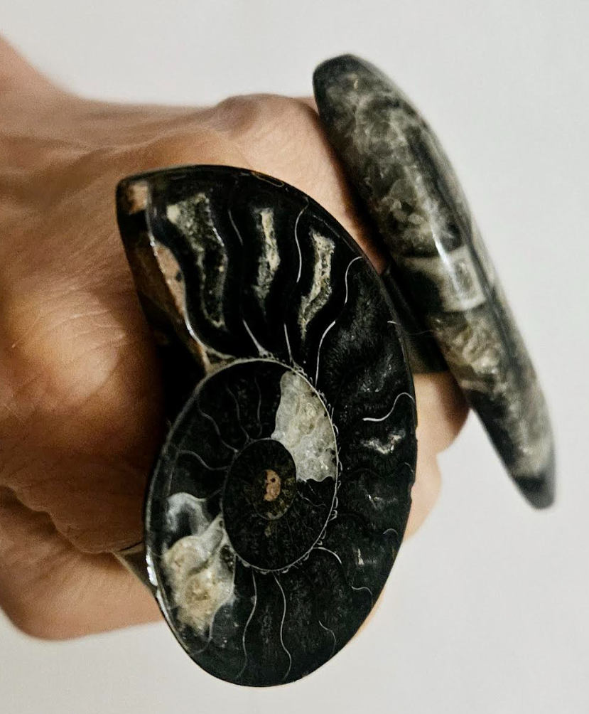 Ammonite and Orthoceras Adjustable Ring Set Prehistoric Fossil Un