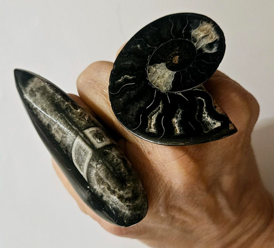 Ammonite & Orthoceras Prehistoric Fossil Adjustable Ring Set - Unisex