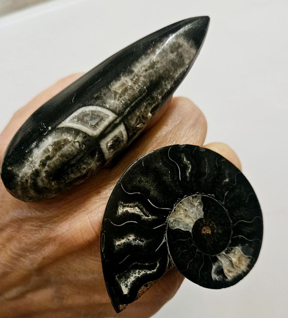 Ammonite and Orthoceras Adjustable Ring Set Prehistoric Fossil Un