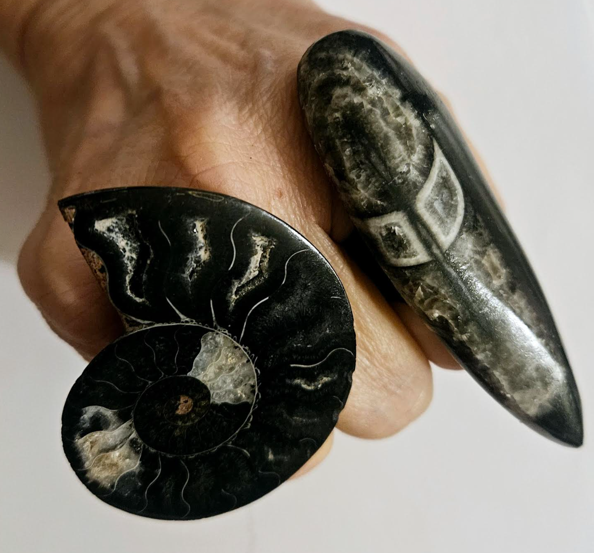 Ammonite and Orthoceras Adjustable Ring Set Prehistoric Fossil Un
