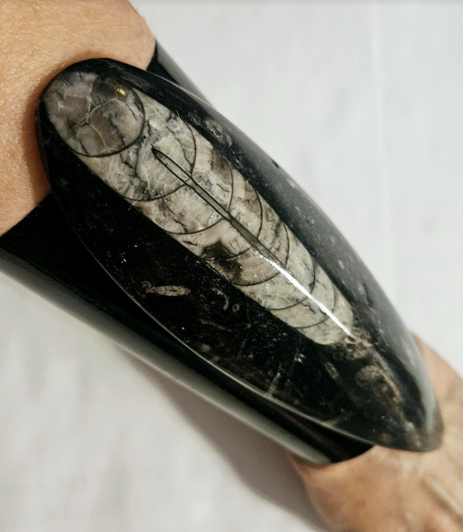Orthoceras and Black Metal Oversized Statement Cuff, Prehistoric Fossil Bangle, Dramatic Wrist Candy