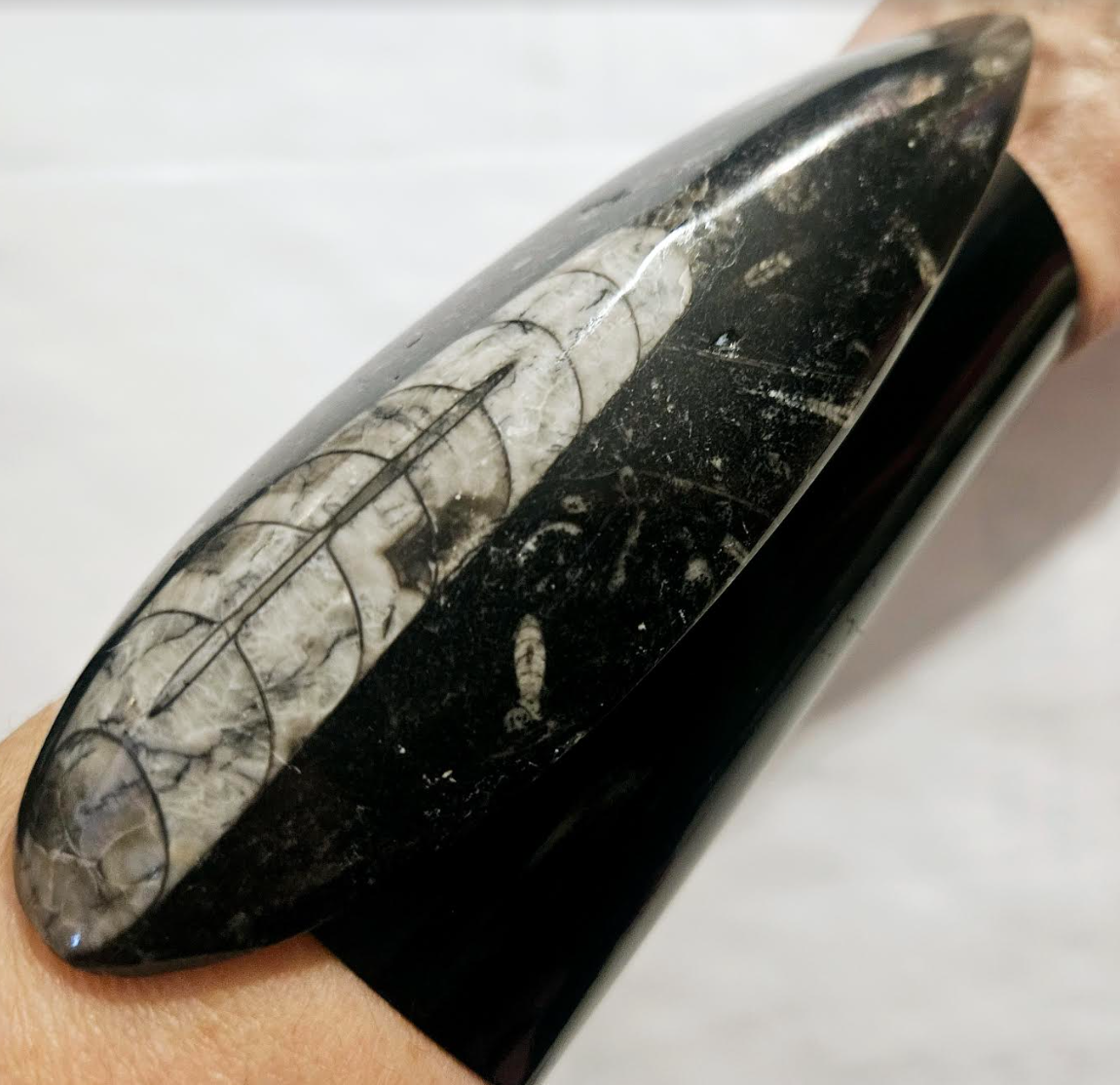 Orthoceras and Black Metal Oversized Statement Cuff, Prehistoric Fossil Bangle, Dramatic Wrist Candy