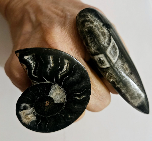 Ammonite & Orthoceras Prehistoric Fossil Adjustable Ring Set - Unisex