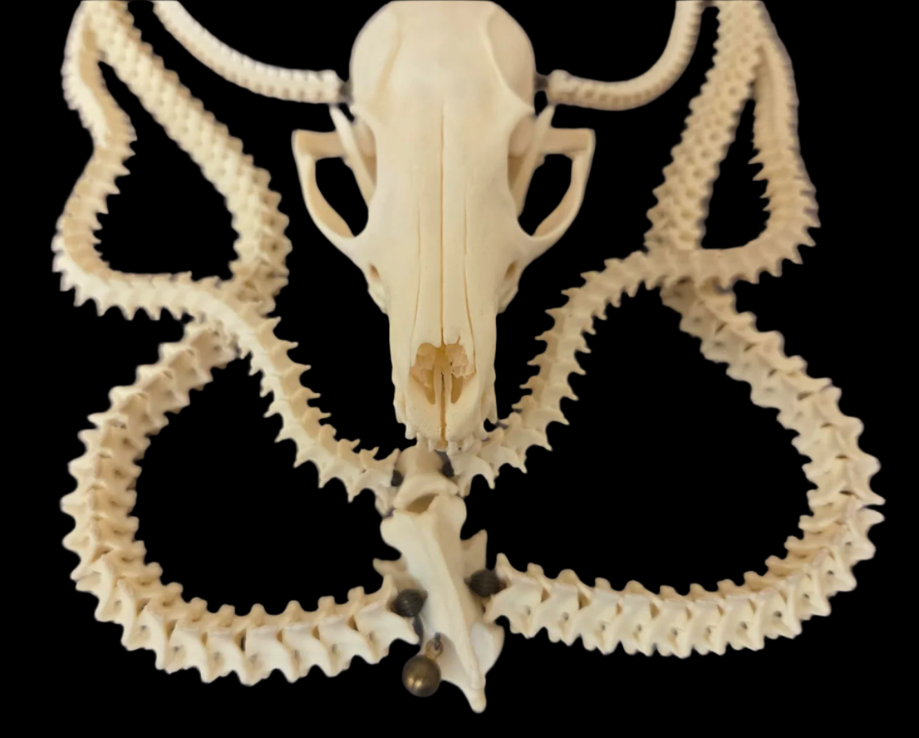 Snake Vertabrae & Fox Skull Exotic Bone Chest Piece - OOAK