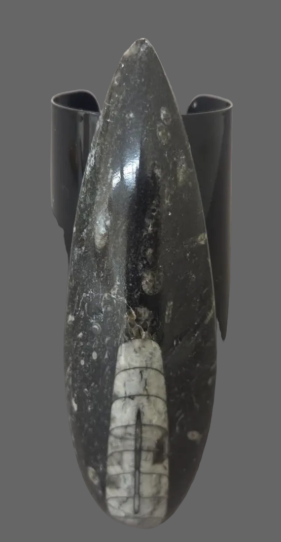 Orthoceras Prehistoric Fossil Wide Black Statement Cuff - Dramatic