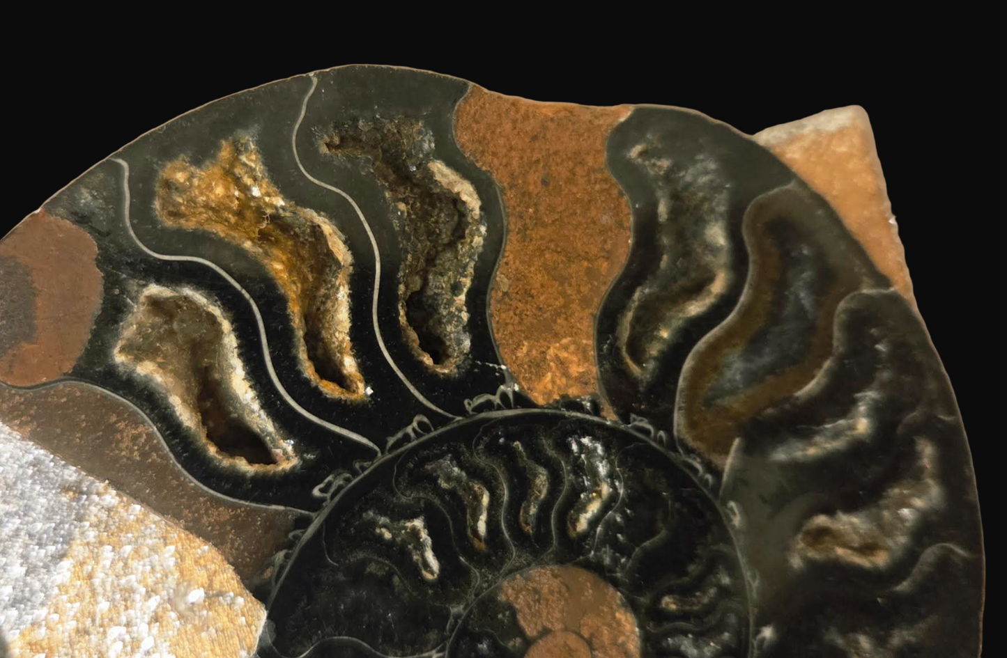 Bold Oversized Wood Statement Cuff With Prehistoric Ammonite Fossils