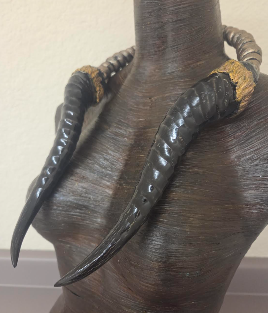 Polished Genuine Springbok Antler Sculpted Torc for Men or Women - Dramatic