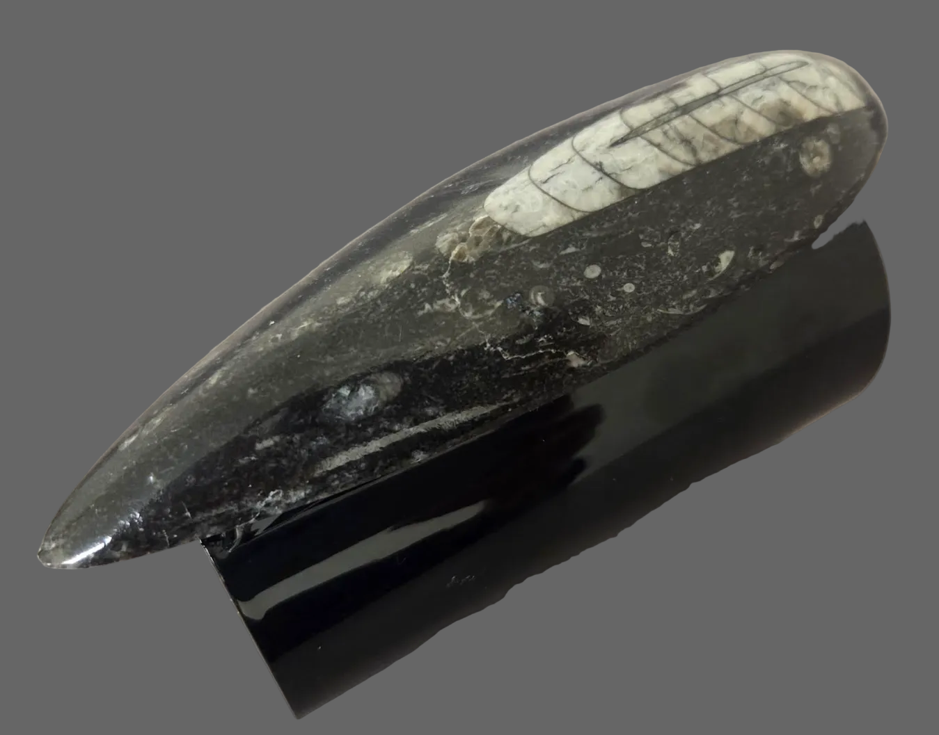 Orthoceras Prehistoric Fossil Wide Black Statement Cuff - Dramatic