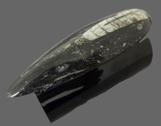 Orthoceras Prehistoric Fossil Wide Black Statement Cuff - Dramatic