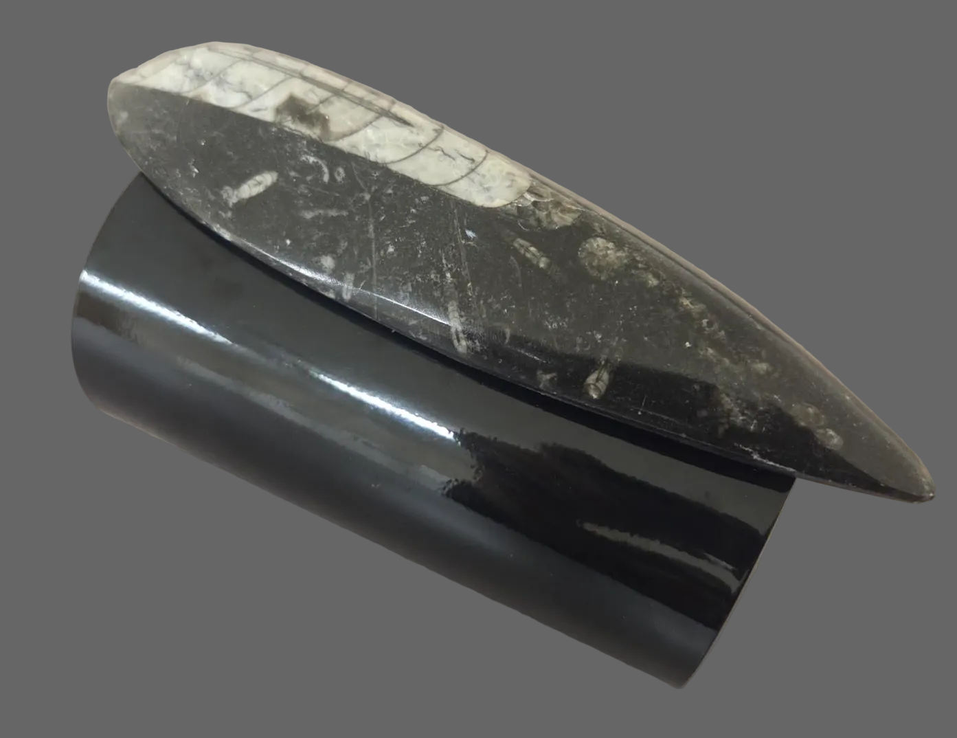 Orthoceras Prehistoric Fossil Wide Black Statement Cuff - Dramatic
