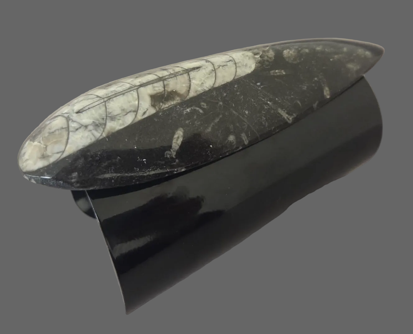 Orthoceras Prehistoric Fossil Wide Black Statement Cuff - Dramatic