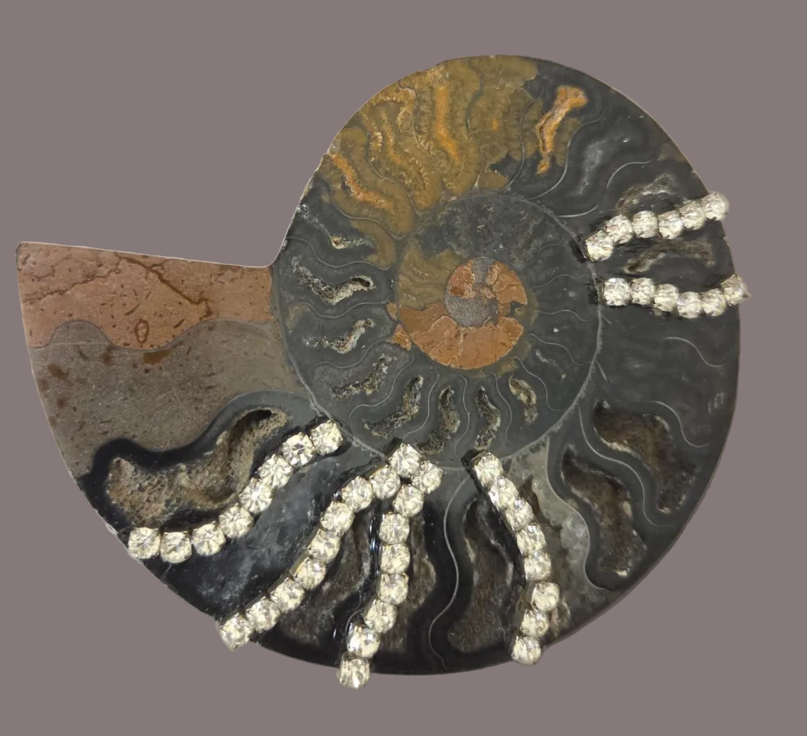 Rare Black Ammonite Statement Cuff and Ring Set for Women