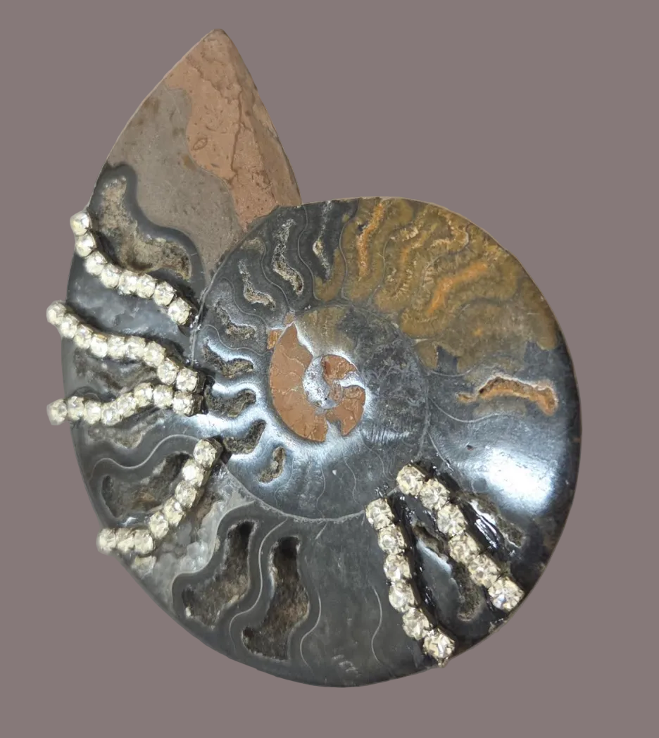 Rare Black Ammonite Statement Cuff and Ring Set for Women