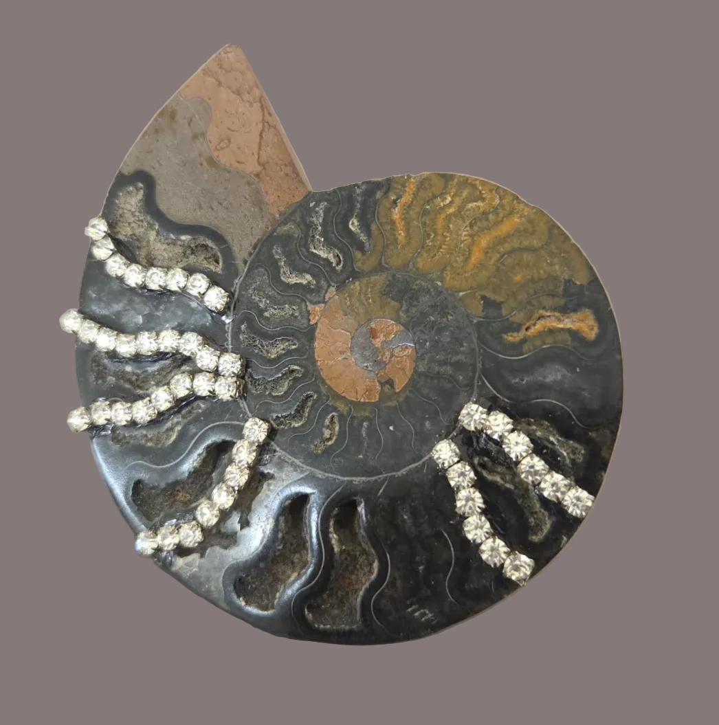 Rare Black Ammonite Statement Cuff and Ring Set for Women