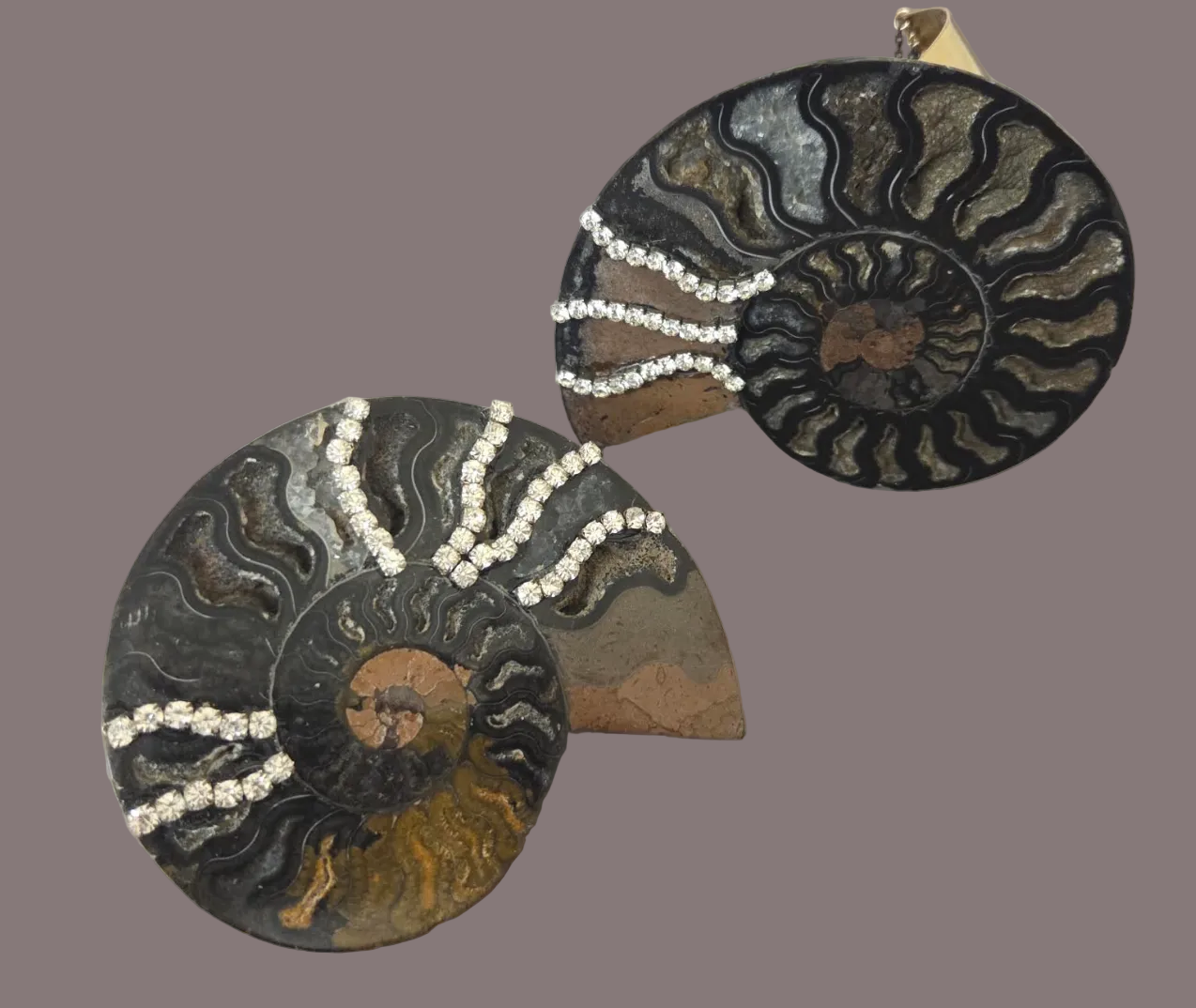 Rare Black Ammonite Statement Cuff and Ring Set for Women